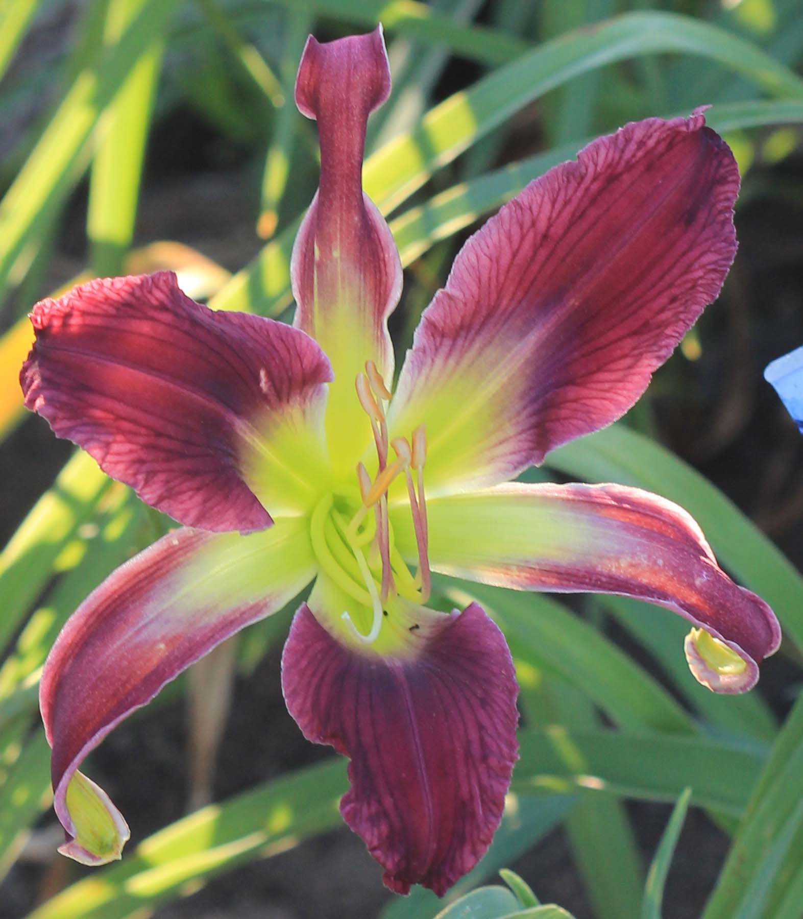 Orchid Moonrise